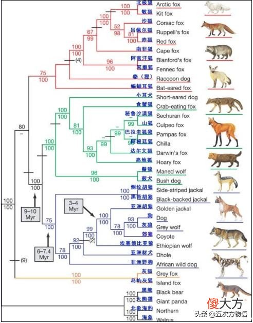 犬科动物的最新分类 犬科动物种类