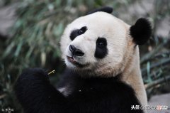 犬科动物的最新分类 犬科动物种类