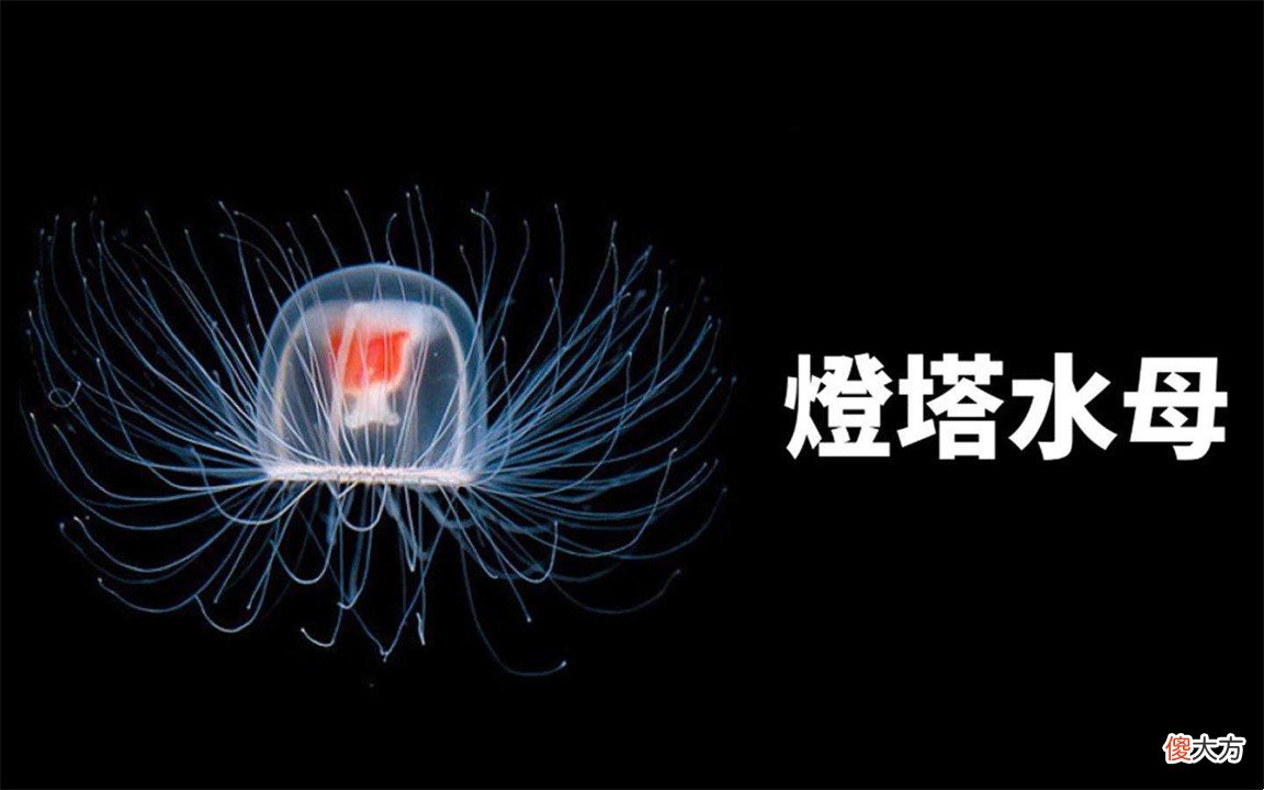 世界上寿命最长的十大动物 世界上寿命最长的动物排行