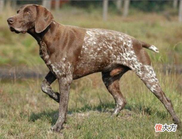 鬣狗是犬科还是猫科 鬣狗属于猫科还是犬科
