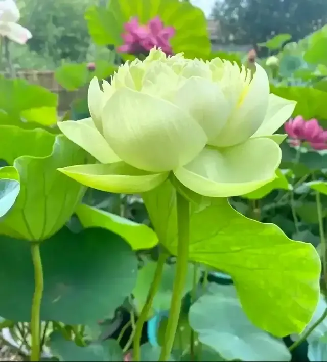 和平相处不好吗？