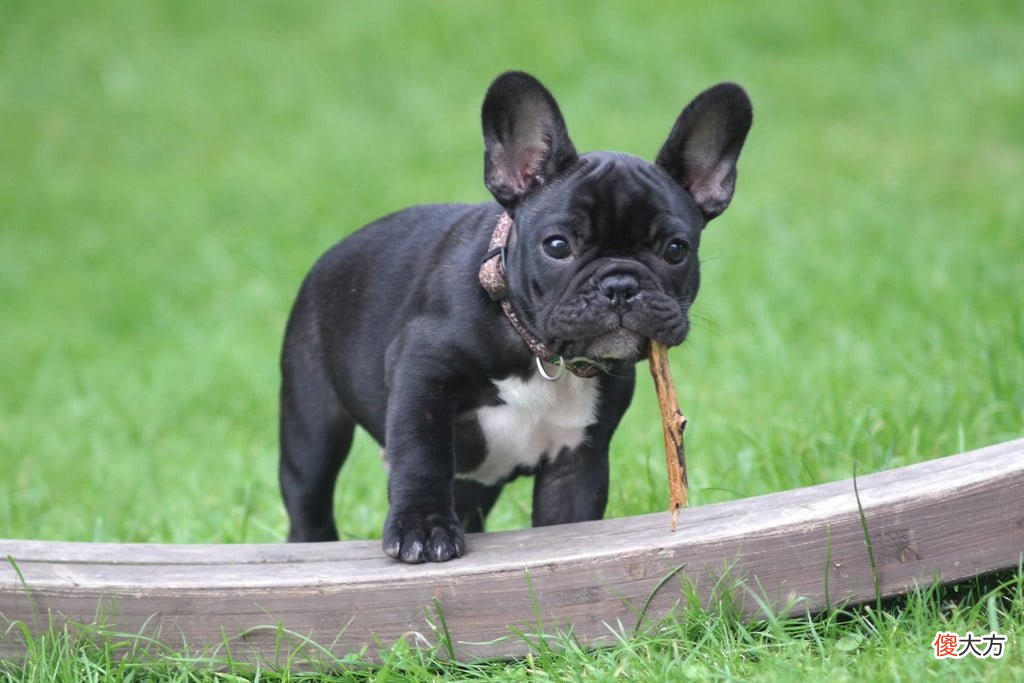 法国斗牛犬为什么受欢迎？