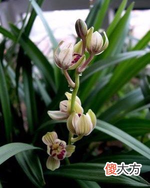 建兰金荷的花期是在几月份 建兰金荷花期几月份?