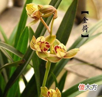 建兰金荷的花期是在几月份 建兰金荷花期几月份?