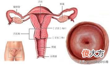 子宫颈对女性有什么重要性?