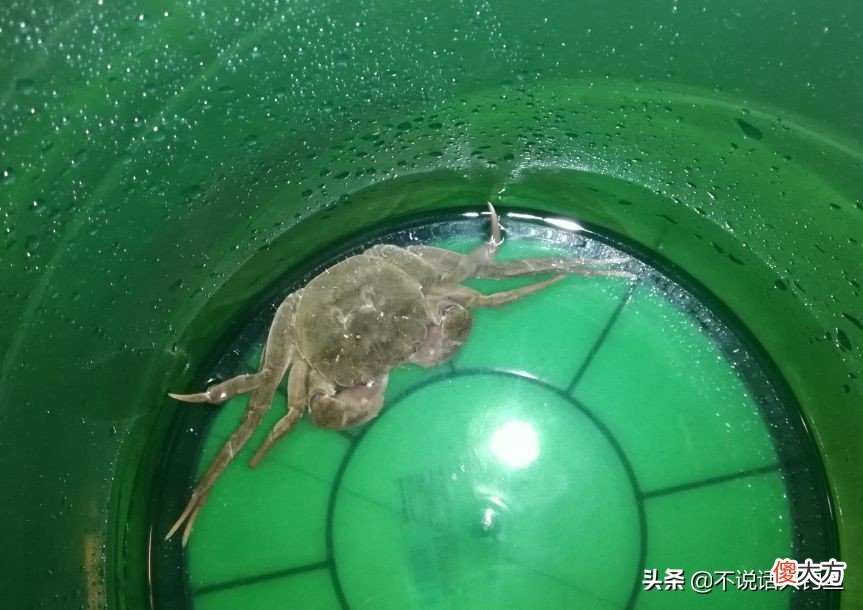 也许养一只螃蟹就有了 自从养了小螃蟹