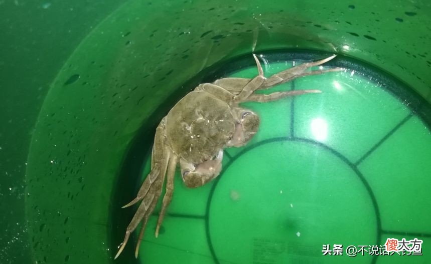 也许养一只螃蟹就有了 自从养了小螃蟹