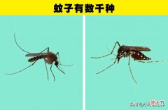蚊子为什么会在耳边嗡嗡叫 蚊子为什么在耳边嗡嗡叫?