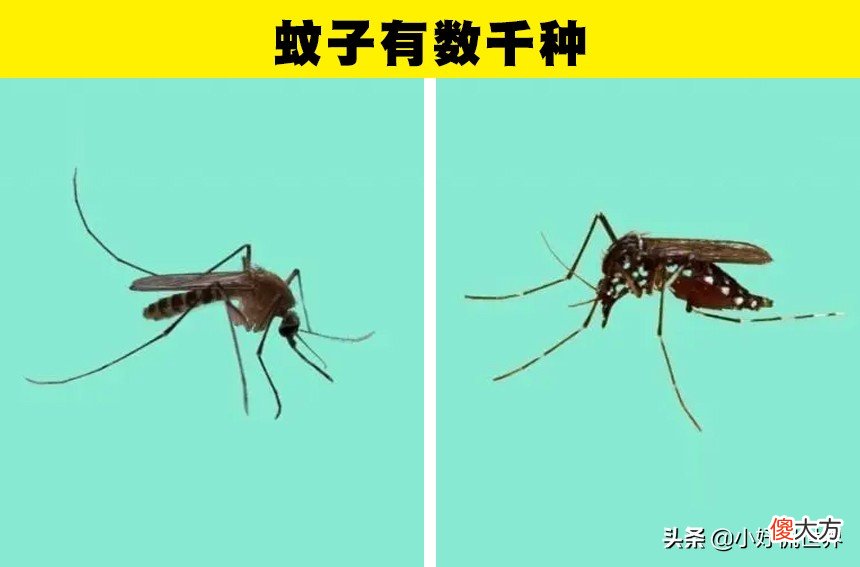 蚊子为什么会在耳边嗡嗡叫 蚊子为什么在耳边嗡嗡叫?