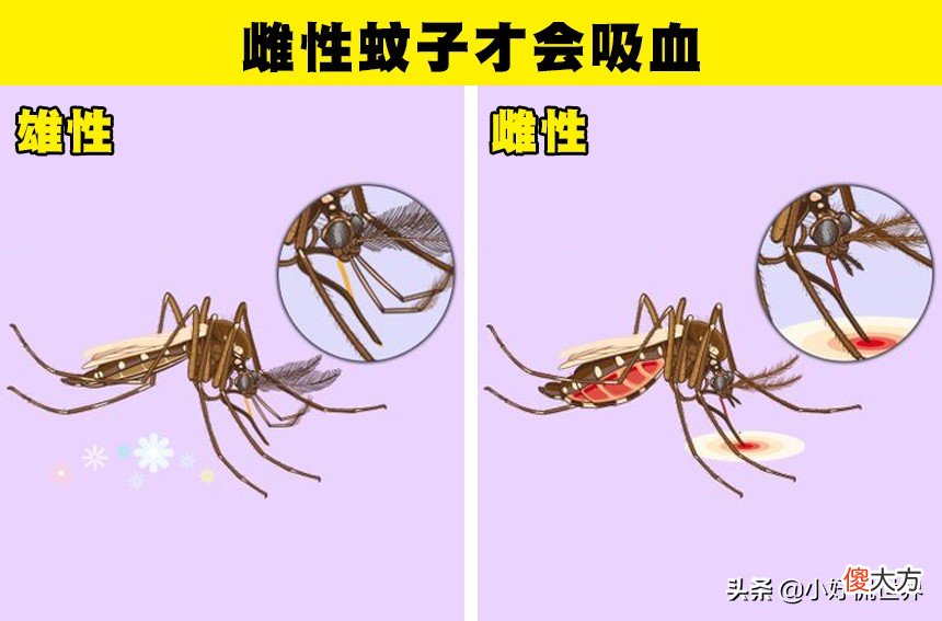 蚊子为什么会在耳边嗡嗡叫 蚊子为什么在耳边嗡嗡叫?