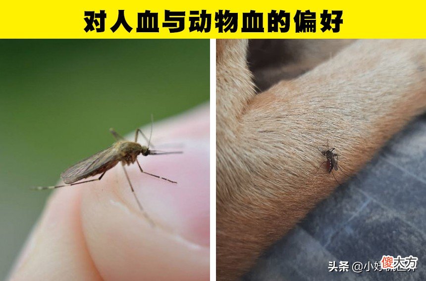蚊子为什么会在耳边嗡嗡叫 蚊子为什么在耳边嗡嗡叫?