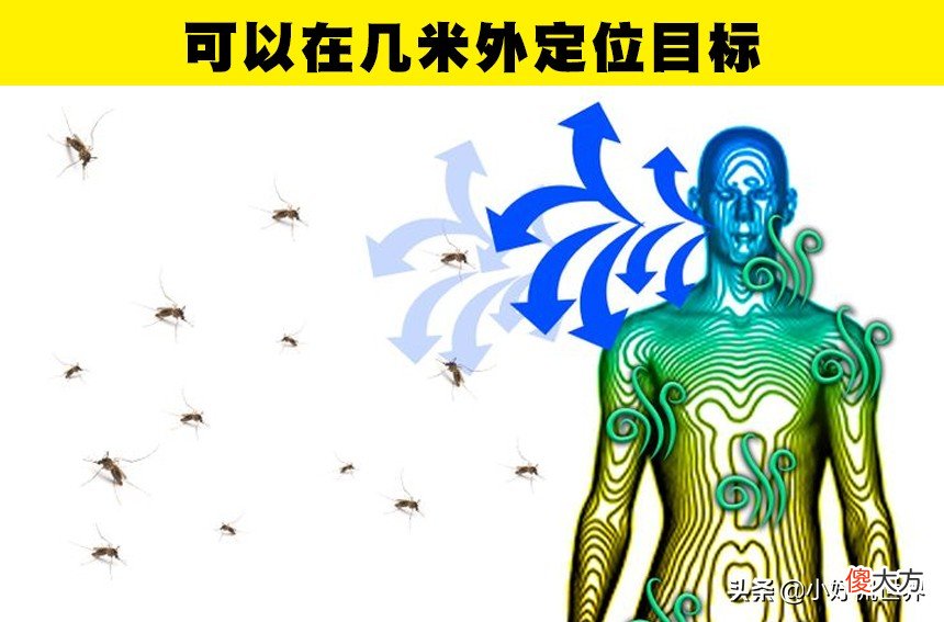 蚊子为什么会在耳边嗡嗡叫 蚊子为什么在耳边嗡嗡叫?