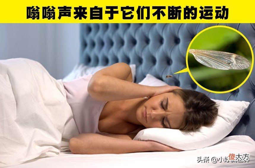 蚊子为什么会在耳边嗡嗡叫 蚊子为什么在耳边嗡嗡叫?
