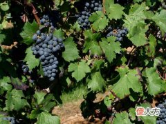 巧用葡萄酒治感冒
