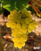 波尔多红酒怎么加盟 红酒加盟代理哪个好