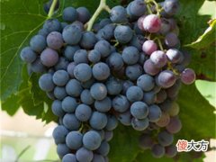 高大上的葡萄酒如何搭配家常美食 葡萄酒怎么做菜