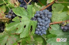 阿根廷红葡萄酒价格 阿根廷葡萄酒前20名品牌