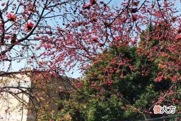 介绍一下我常用的手机软件有哪些 什么下载手机软件好