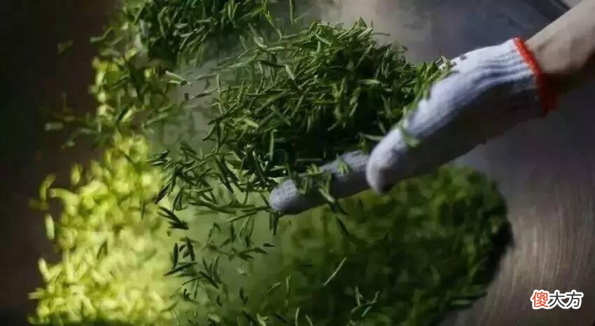 关于绿茶你所需要知道的都在这了 绿茶的绿茶