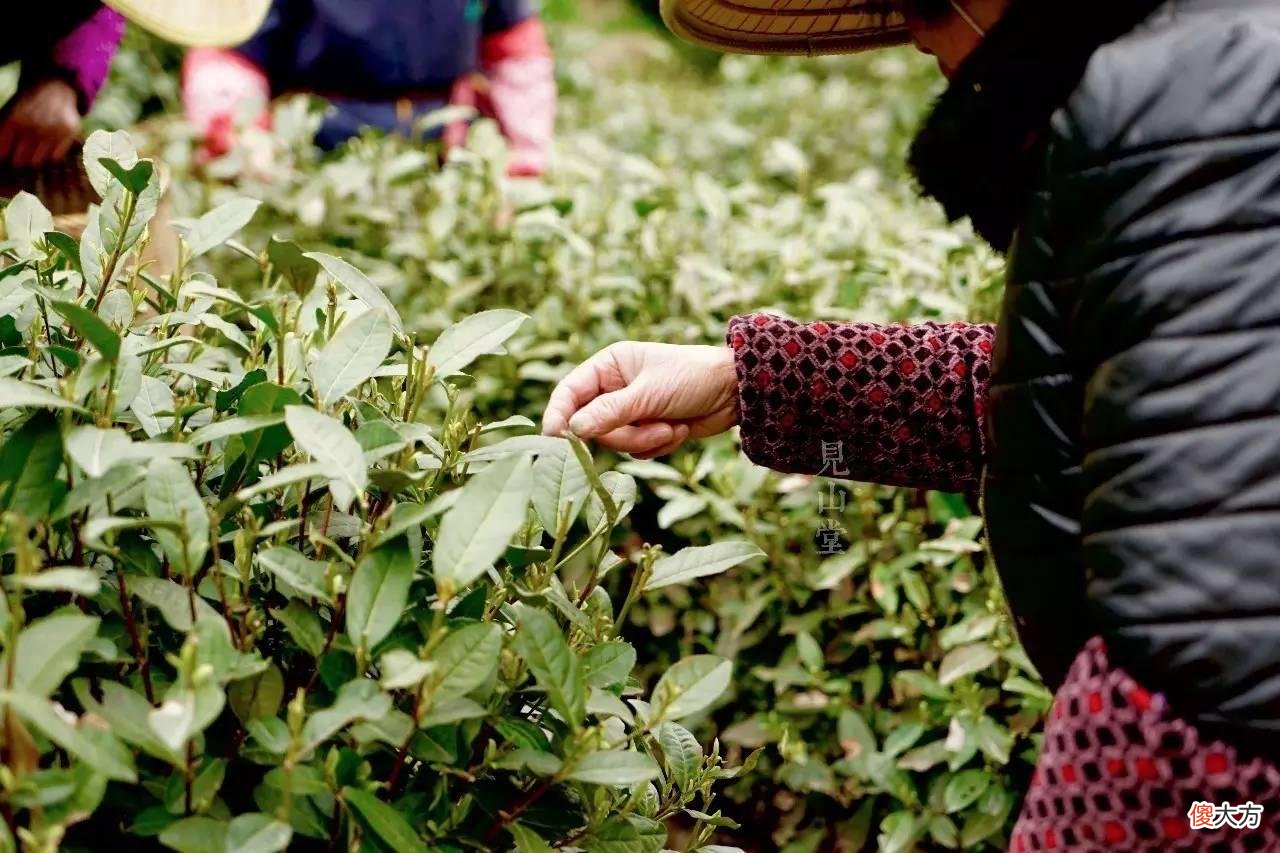关于绿茶你所需要知道的都在这了 绿茶的绿茶