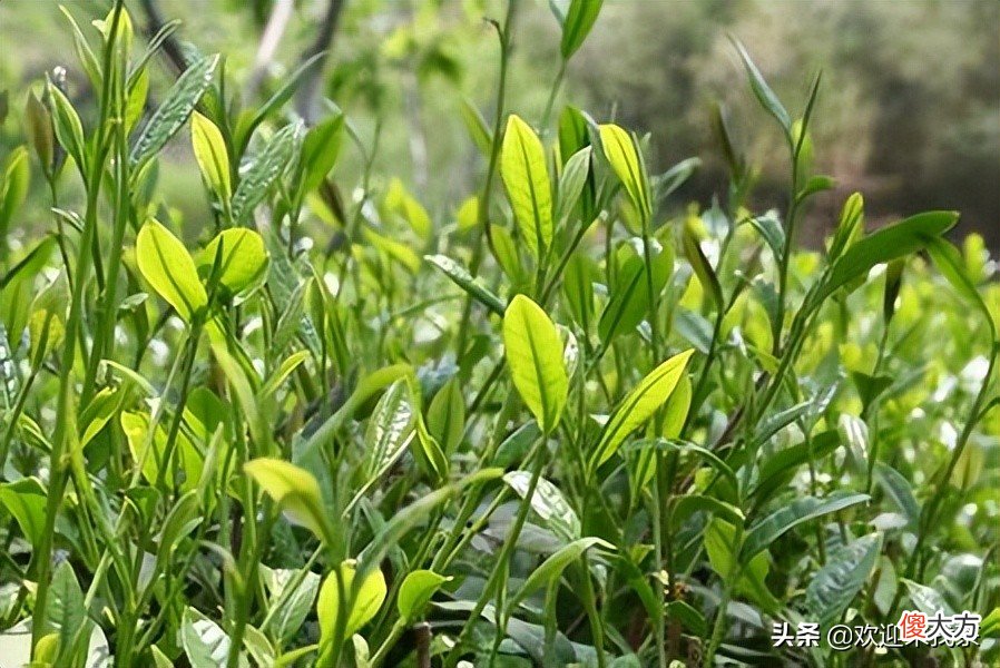 绿茶和红茶是不同的茶树吗 红茶和绿茶是同一种茶树吗