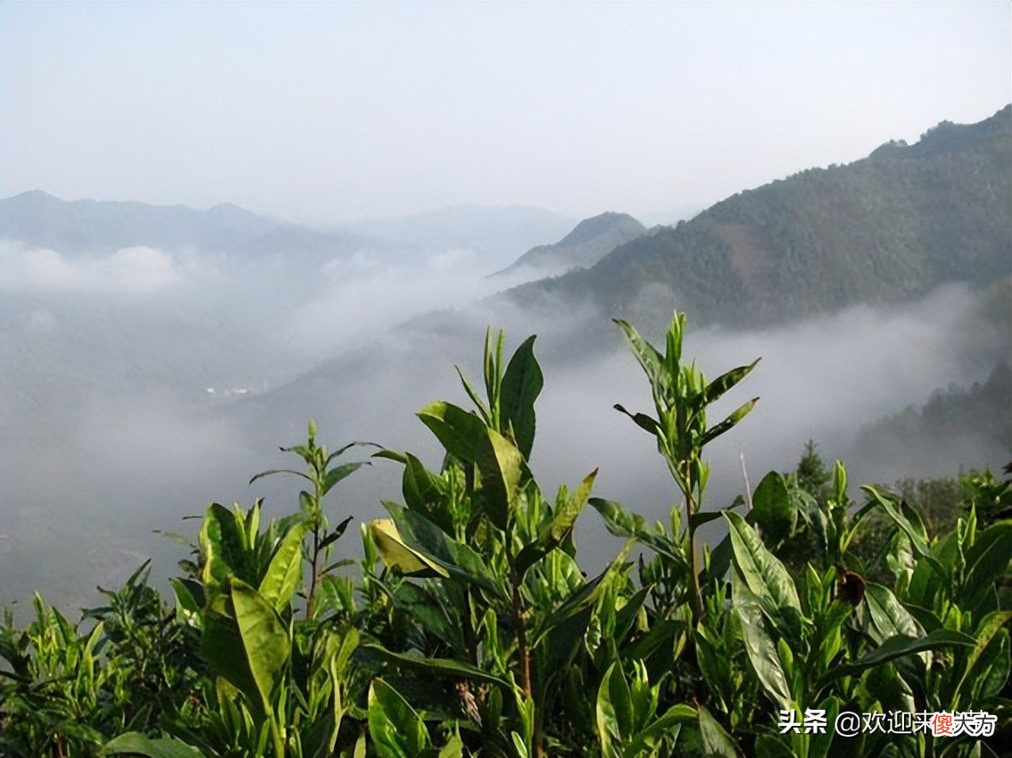 绿茶和红茶是不同的茶树吗 红茶和绿茶是同一种茶树吗
