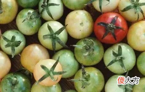 菜市场里发青的西红柿能不能买 西红柿有没有青色的