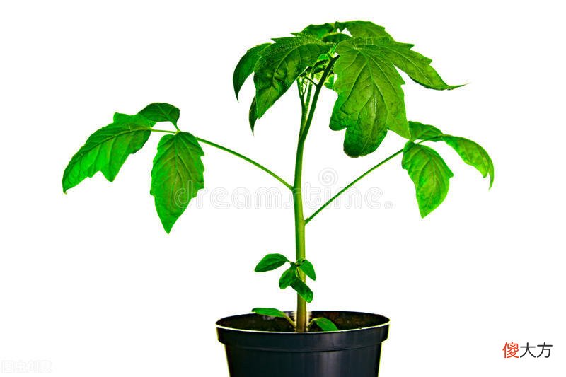 曾被贴上毒标签的西红柿 西红柿 毒