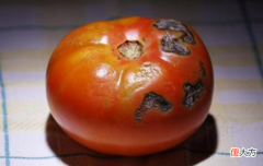 青绿色的西红柿有毒不能吃 吃青色西红柿有毒吗