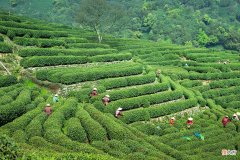 买龙井茶如何辨别好坏 龙井茶如何分辨好坏