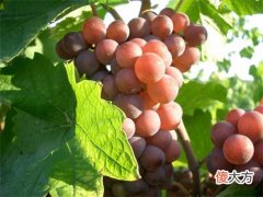 伊拉苏酒庄什么档次 伊拉苏酒庄高端品鉴晚宴