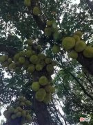 菠萝蜜好栽培 菠萝蜜的栽培