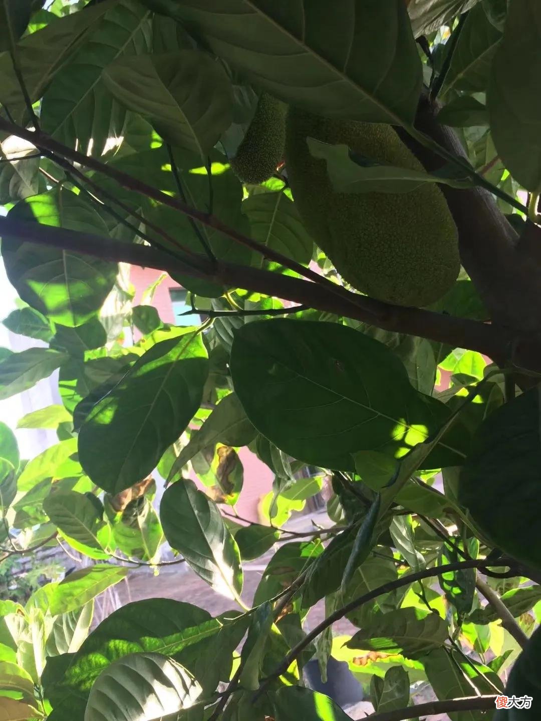 菠萝蜜好栽培 菠萝蜜的栽培