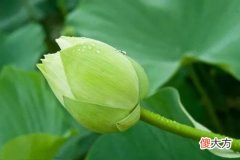 43，丙午是什么意思，丙午详解