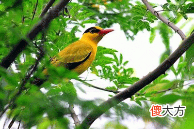 5，戊辰是什么意思，戊辰详解