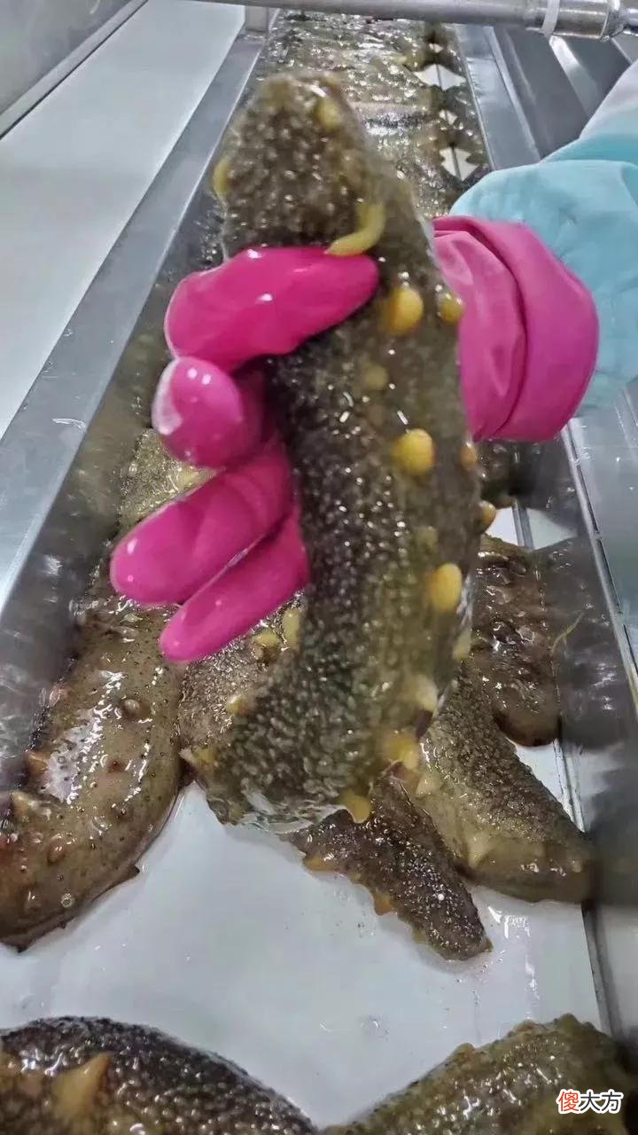 让你们见识一下真正的野生海参 正宗的野生海参