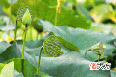 32，乙未是什么意思，乙未详解！