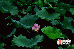 31，甲午是什么意思，甲午详解