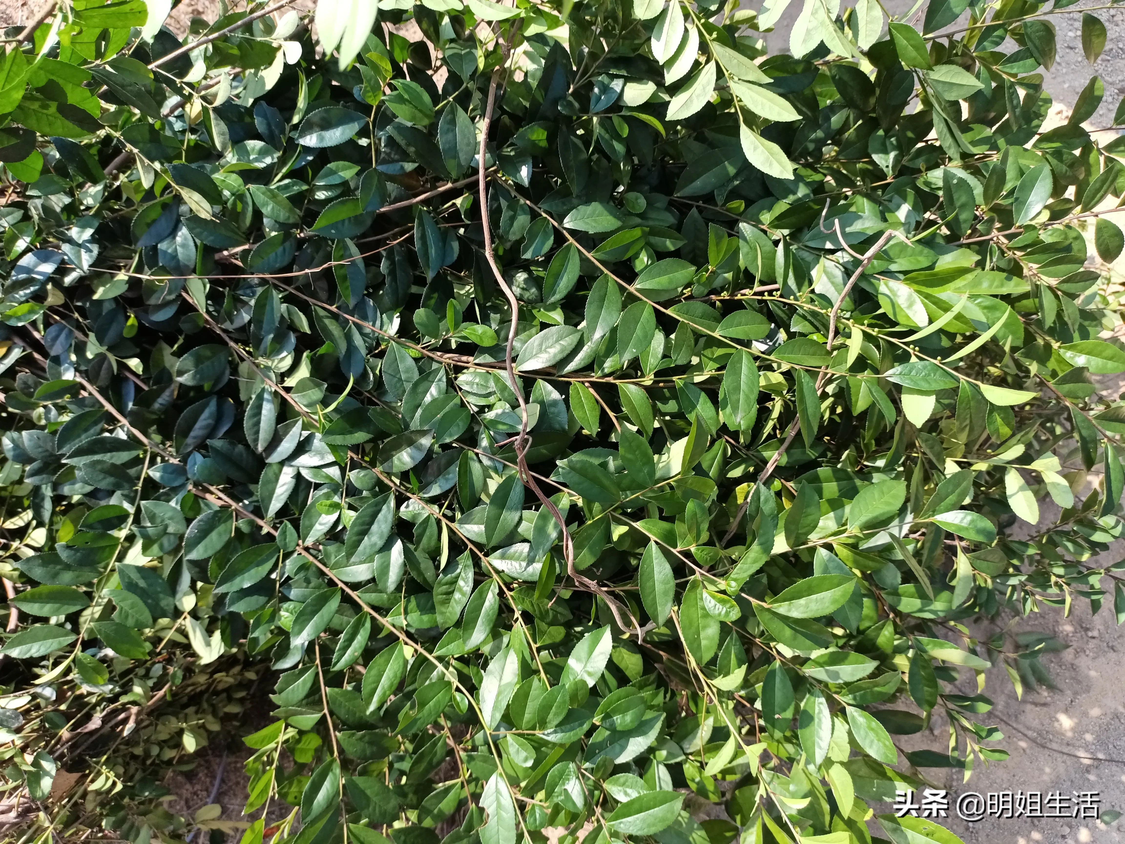 今天又上山摘粽子叶包粽子了，为什么粽子叶一定要在早上的时候摘？因为如果你中午去摘