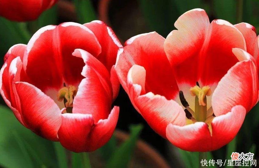 【十二星座】生肖虎在哪年，不会虎落平阳，不再继续为钱而挣扎