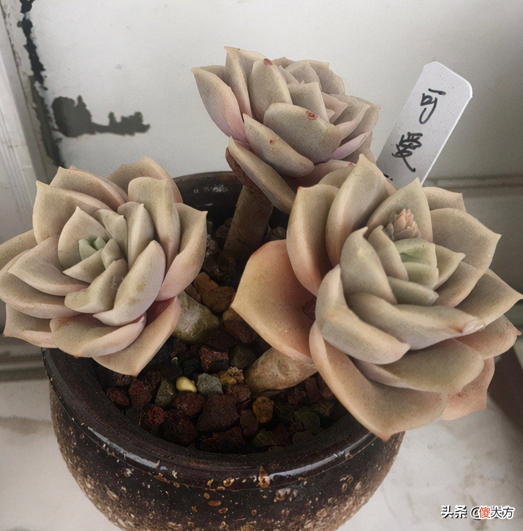 一株三头的可爱玫瑰 可爱的一朵玫瑰