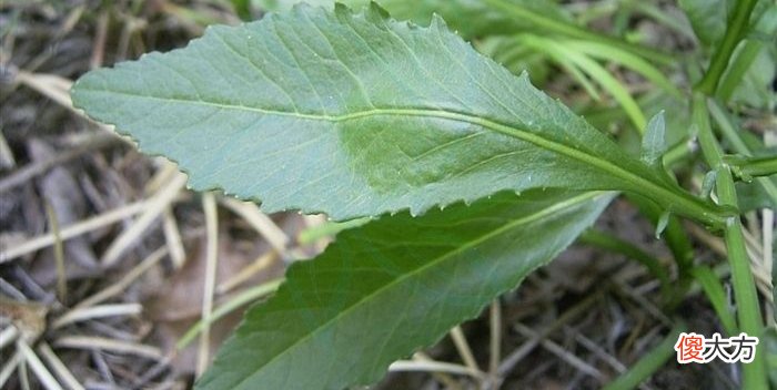 菜是一种什么样的植物 生菜是一种什么植物