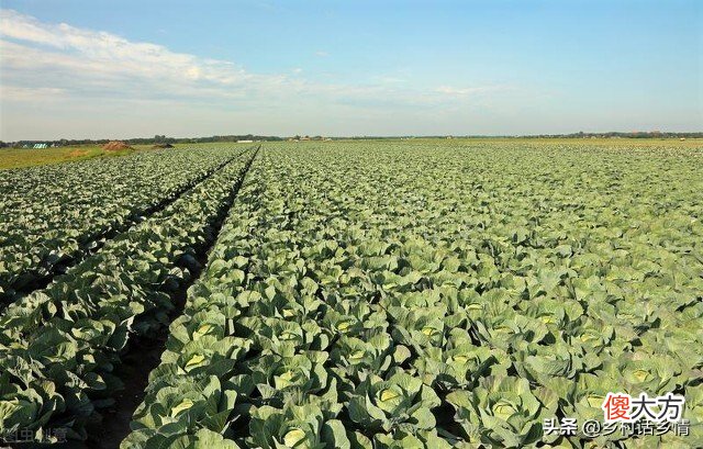 什么季节种什么菜 什么季节种什么菜的数学日记