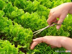 什么季节种什么菜 什么季节种什么菜的数学日记