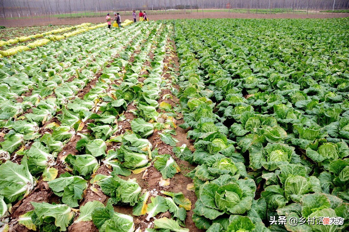 什么季节种什么菜 什么季节种什么菜的数学日记