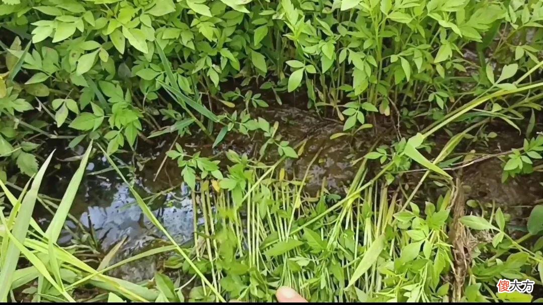 水芹菜与毒芹 水芹菜 毒芹