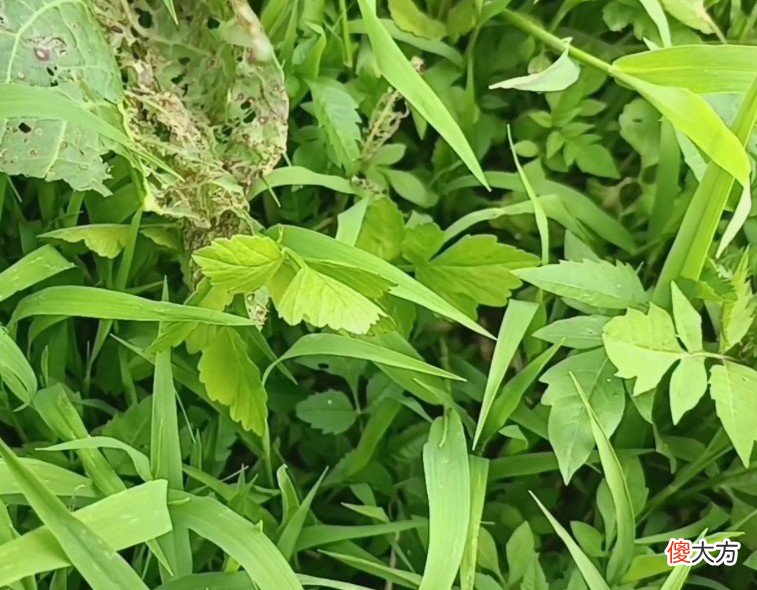水芹菜与毒芹 水芹菜 毒芹