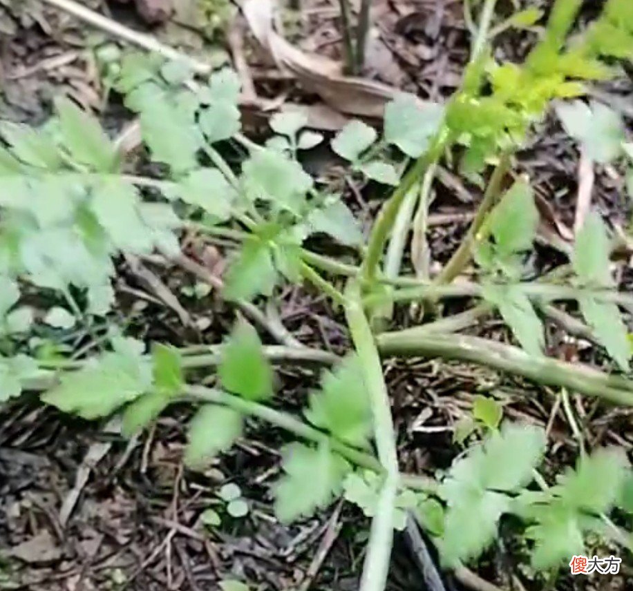 水芹菜与毒芹 水芹菜 毒芹