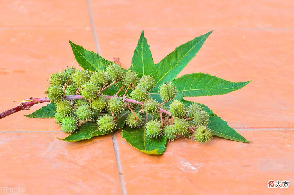 农村出镜率极高的8种剧毒植物 农村最常见的剧毒植物