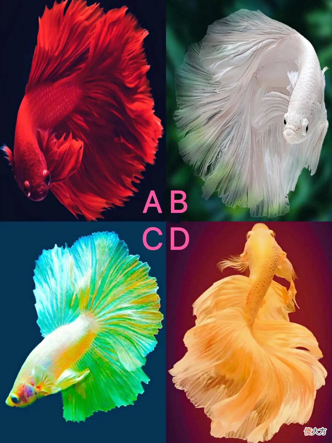 心理测试你最喜欢哪条鱼,测往后余生上天会降临什么样的大运到你头上?